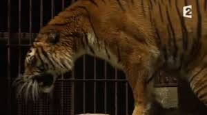 See more of fort boyard (officiel) on facebook. Video Baptiste Giabiconi Attaque Par Des Tigres Dans Fort Boyard Il Pete Les Plombs Voici