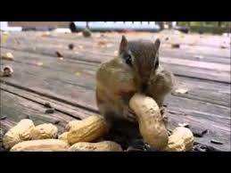 Que comen las ardillas de campo. Como Comen Las Ardillas Youtube