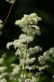 Echtes Madesuss Natur Heilpflanzen Krauterpflanzen