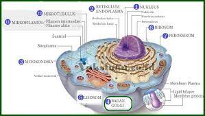 Maybe you would like to learn more about one of these? Fungsi Badan Golgi Pengertian Struktur Dan Gambar