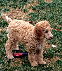 Poodles are a well established breed, so you shouldn't have too much trouble finding a breeder. Poodle Puppies For Sale Colorado Springs Co 291805