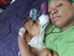 Labrador retriever for adoption, great with kids