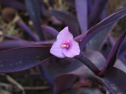 Image result for Tradescantia pallida