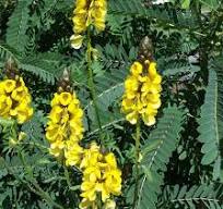 Cassia, Popcorn Plant - A+ Garden Center | Duluth, Minnesota ...
