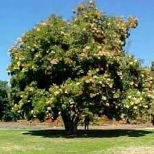 Image result for Curtisia dentata