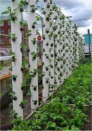 Indoor Gardeners Do You Know Which Vegetables Grow Well In Container Gardens During The Winter M Vertical Vegetable Garden Vertical Garden Vertical Herb Garden