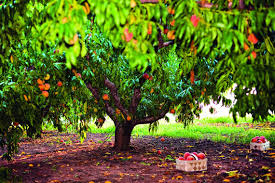 'florida king' peach is an excellent choice for home gardeners in the south. Where To Get Fresh Georgia Peaches Updated 2021