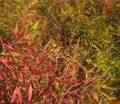 Image result for Spiraea thunbergii