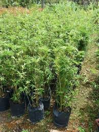 Agrobio Solutions Delivering Solutions In Agriculture And Landscape Industries Plants For Hedge And Topiary Pokok Pagar Dan Pokok Bo Plants Topiary Hedges