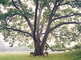 A tree's hardiness determines if it can be expected to grow in a certain zone's temperature extremes as determined by the lowest average temperature in the zone. The Best Shade Trees For Your Backyard Better Homes Gardens