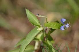 Image result for Commelina nigritana