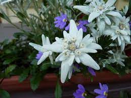 Edelweiss Edelweiss Flower Unique Flowers Garden Of Lights