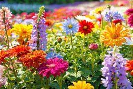 Image result for Bergia capensis