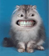Https Encrypted Tbn0 Gstatic Com Images Q Tbn 3aand9gcssycqi4i2zp41ngitqobwgsgapl8qoirpiua Usqp Cau