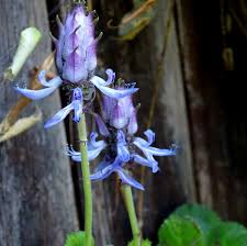 Image result for Coleus neochilus
