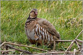 Image result for Alectoris rufa