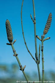 Image result for Equisetum ramosissimum