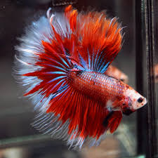 Pin By Roxy Dobre On Beautiful Betta Fish Betta Fish Betta Fish Pet