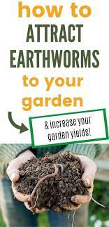 Thinking of what compost worms to buy for your homestead? How To Attract Worms To Your Garden For Healthy Crops And Bountiful Yields Together Time Family
