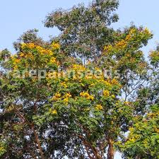 Image result for Limeum pterocarpum