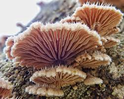 Image result for Schizochilus