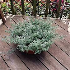Image result for Helichrysum