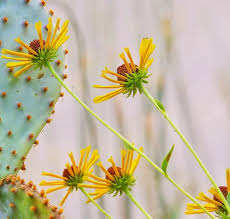 Image result for Stolzia kalkhof-roseae