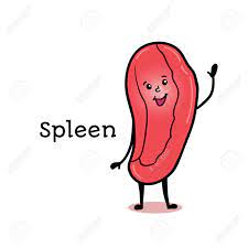 Spleen cartoon spleens cartoons and comics funny pictures from cartoonstock human spleen cartoon character speaking on phone stock Cute And Funny Human Spleen Character Cartoon Vector Illustration Royalty Free Cliparts Vectors And Stock Illustration Image 66467120