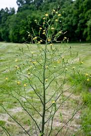 Image result for Lactuca ugandensis