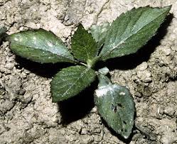 Image result for Crassocephalum radiatum