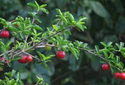Pohon tanaman alam hijau jepang daun taman kecil miniatur bonsai. Ciri Ciri Pohon Beringin Cekik Ficus Annulata Di Alam Liar Ciriciripohon Com