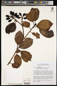 Image result for Pittosporum mildbraedii