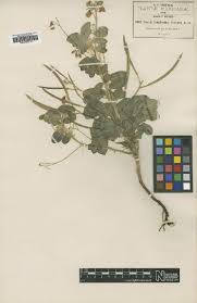 Image result for Kotschya capitulifera