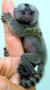 There is no particular time of year for the pygmy marmoset, marmoset monkey to take part in mating. Marmoset Monkey Cost Online