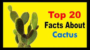When we think of a cactus plant, the first thing that comes to our mind is its spines, which are nothing but its leaves. Cactus Facts Youtube