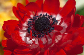 Nur 4,95€ versand pro lieferung. How To Grow And Care For Anemone Windflower Plants