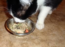 Diarrhea itself is not a disease or illness. Best Cat Food For Ibd Raw Soft Wet 2021 Reviews Ratings
