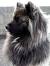 Baby Long Haired Akita