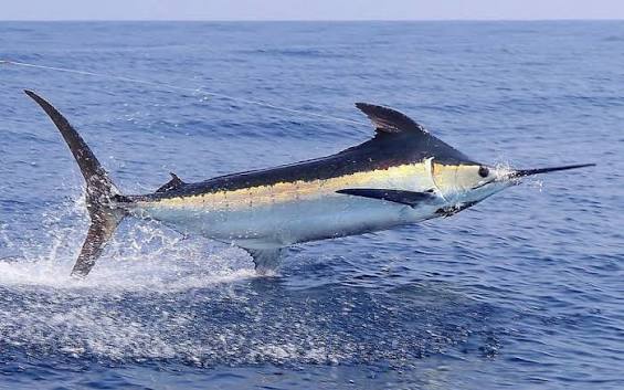 Blue Marlin - Fish Nation