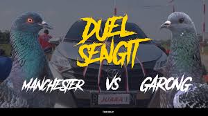 Kumpulan daftar dan foto merpati balap kolong. Final Seru Liga Merpati Kolong New Normal Lapak Gmr Event Mobil New Ayla Garong Vs Manchester Youtube
