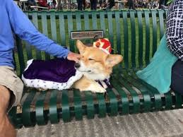 It S King George Cute Animals Corgi Kawaii Animals