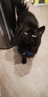 Cat teething happens when the kittens are young. My Sweet Sweet Fiv Boy Has No Teeth And I Need Cat Treats We Can Give That Won T Hurt His Gums Uk Based Cats