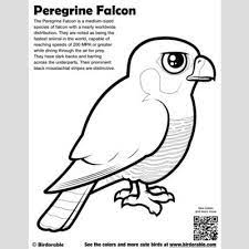 If a mudflat full of shorebirds and ducks suddenly erupts from the. Peregrine Falcon Coloring Page Fun Free Downloads Activity Pages Birdorable