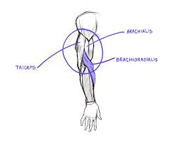 Female human body muscle map. Learn To Draw Arms Once And For All Gvaat S Workshop