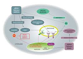 Viruses can only replicate inside live cells and can cause a wide range of diseases. Rna Interference Ifn Response Review Invivogen