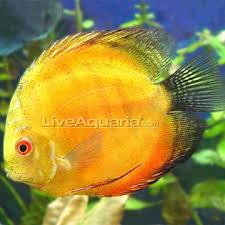 Pin On Tropical Fish