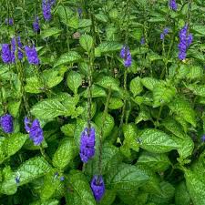 Image result for Pouchetia baumanniana