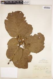 Image result for Sterculia tragacantha