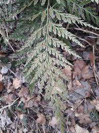 Image result for Asplenium emarginatum