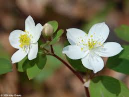 Image result for Aneilema petersii